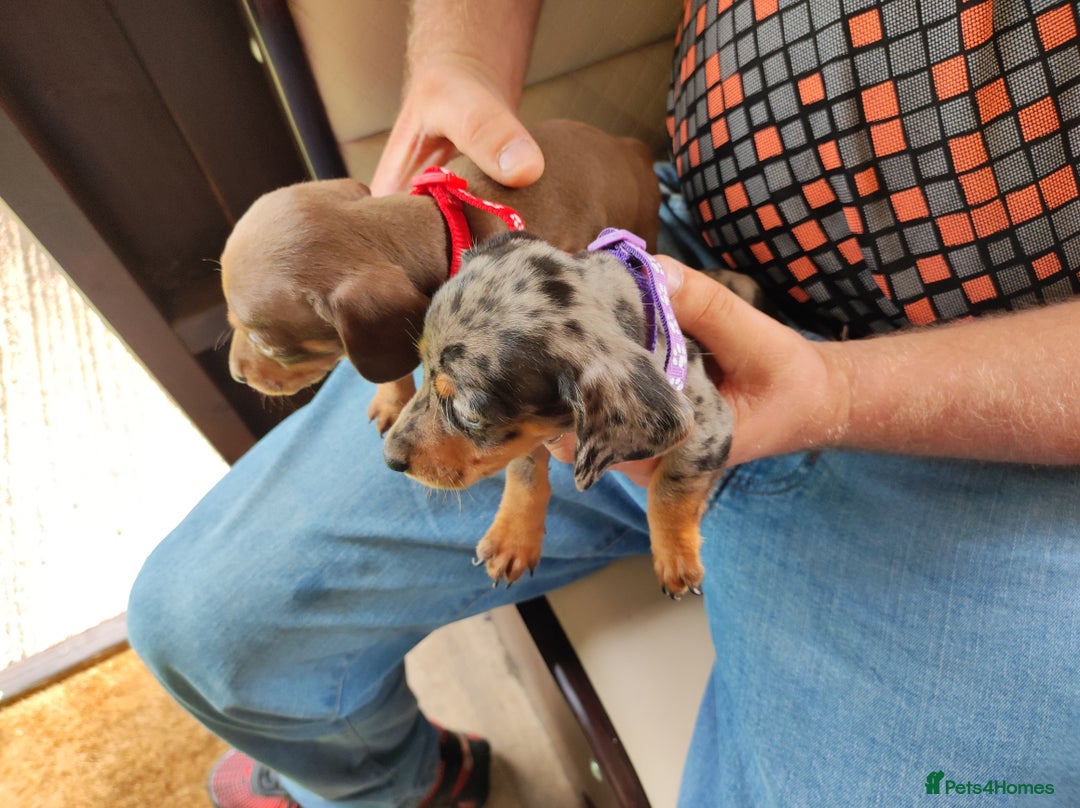 Dachshund dogs for sale: Miniature dachshund puppies - Image 3