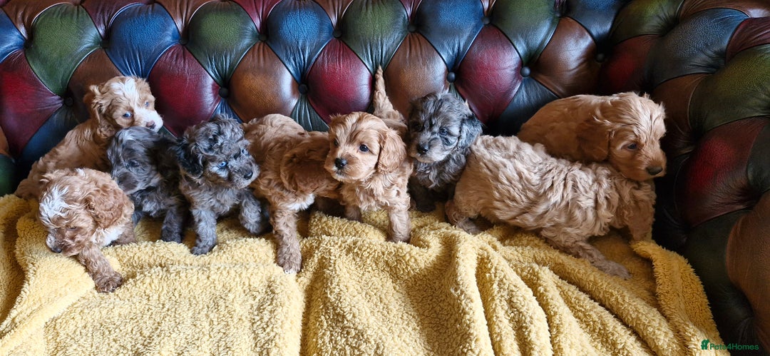 Cavapoo dogs for sale: Gorgeous f1b Cavapoo puppys.Health tested parents  - Image 32