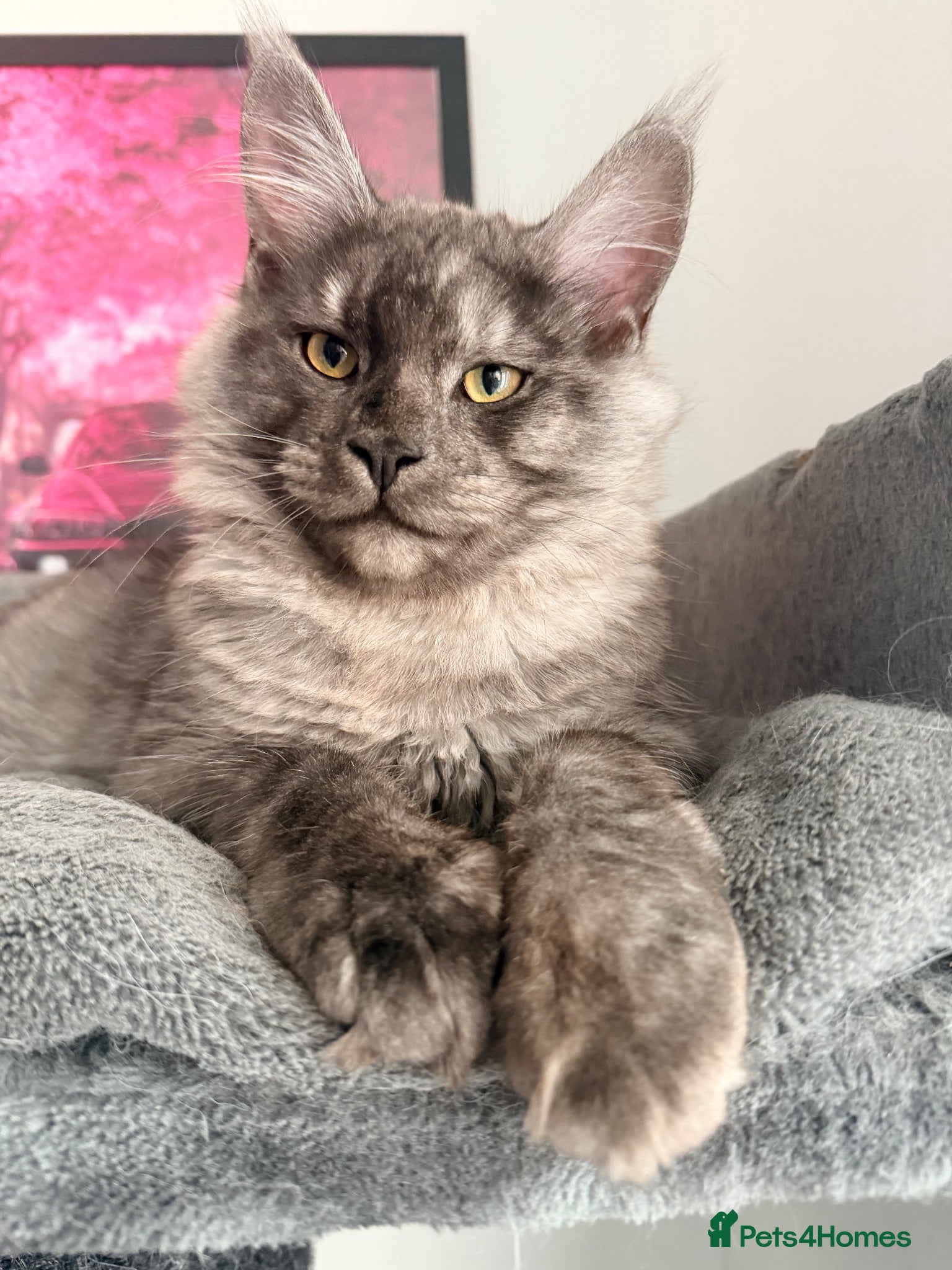 Maine Coon cats 2 stunning TICA Boys left - Advert 14