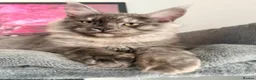 Maine Coon cats for sale: 3 stunning TICA Boys - Advert 8