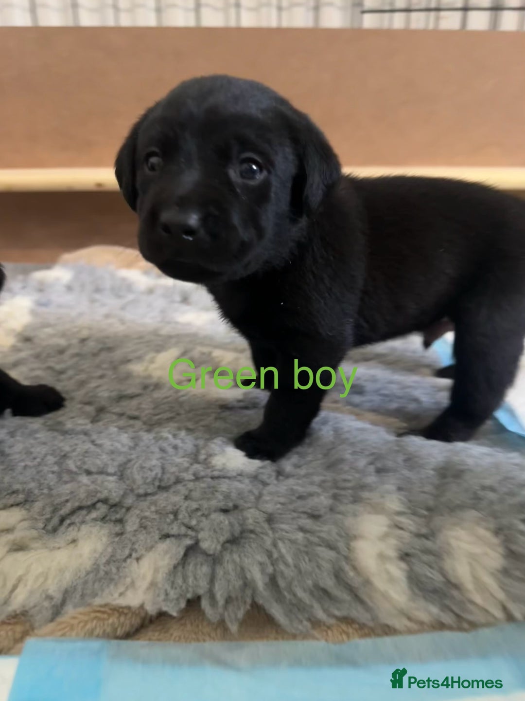 Labrador Retriever dogs for sale: Beautiful Labrador puppies - Advert 6