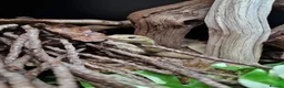 Snake reptiles for sale: Giant Madagascan Blonde Hognose  - Advert 5