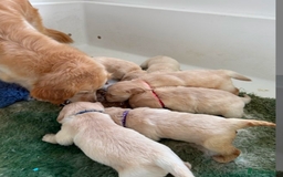 Golden Retriever dogs for sale: Simba – Handsome Golden Retriever Puppy - Image 10