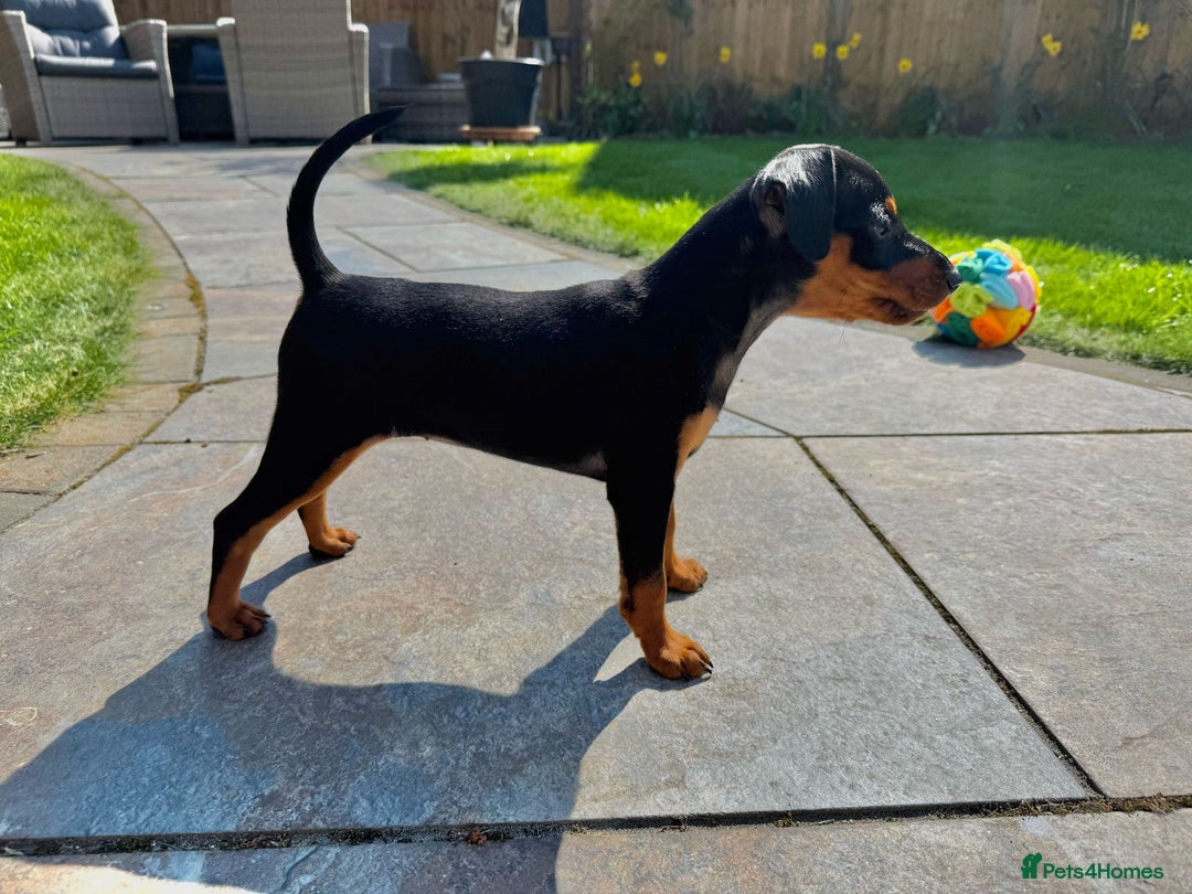 Miniature Pinscher dogs for sale: PURE 100% Miniature Pinscher , KC-reg, DNA tested in Manchester - Image 20