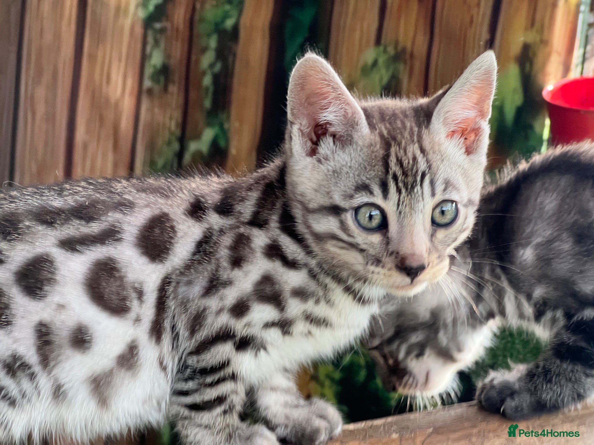 Bengal cats Beautiful Bengal boys - Advert 6