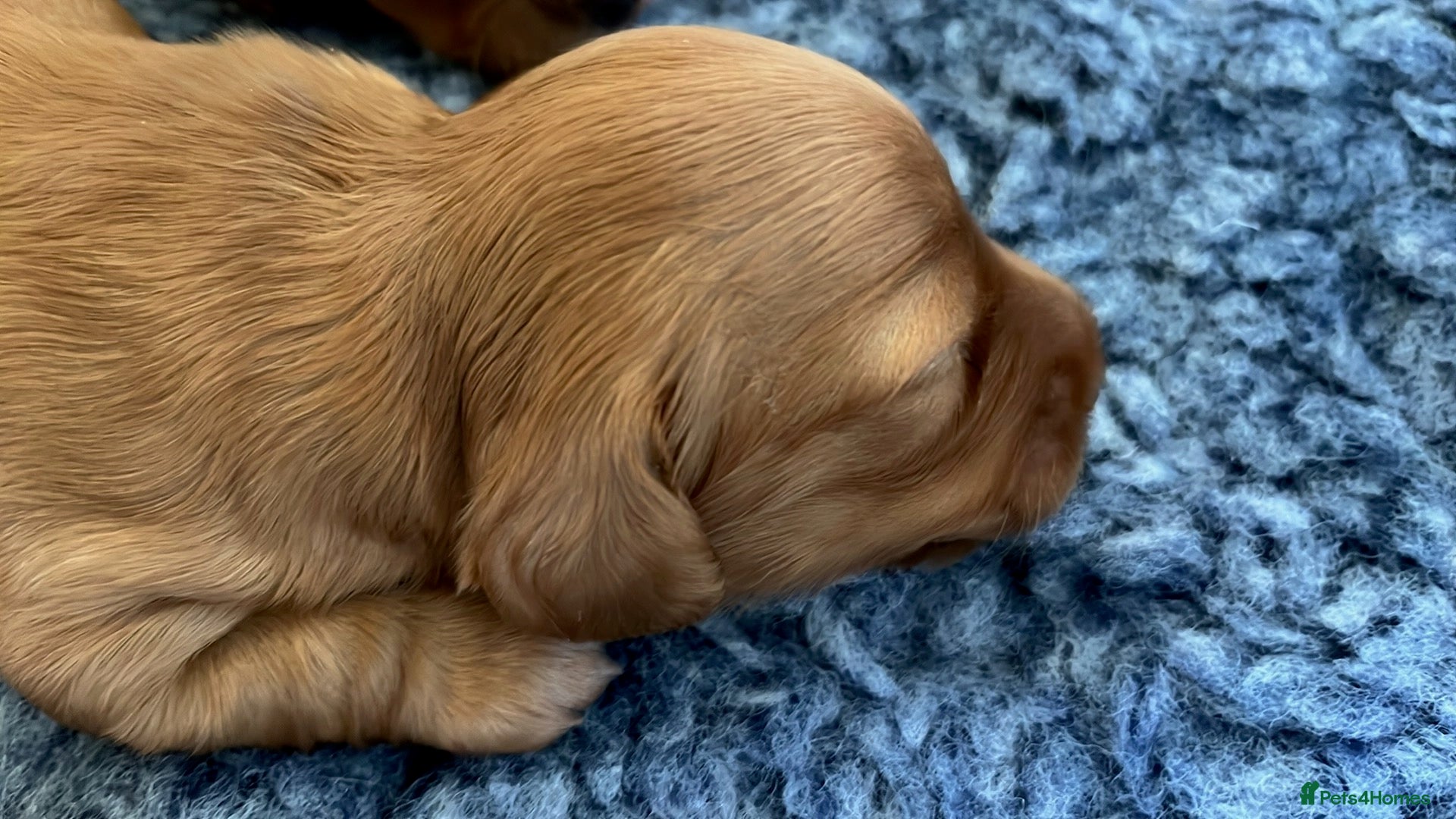 Dachshund dogs Bertie (Revdvicki's Dorek - Kennel Club name) - Advert 2