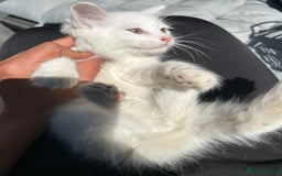 Turkish Angora cats for sale: Last Turkish angora girl - Image 2