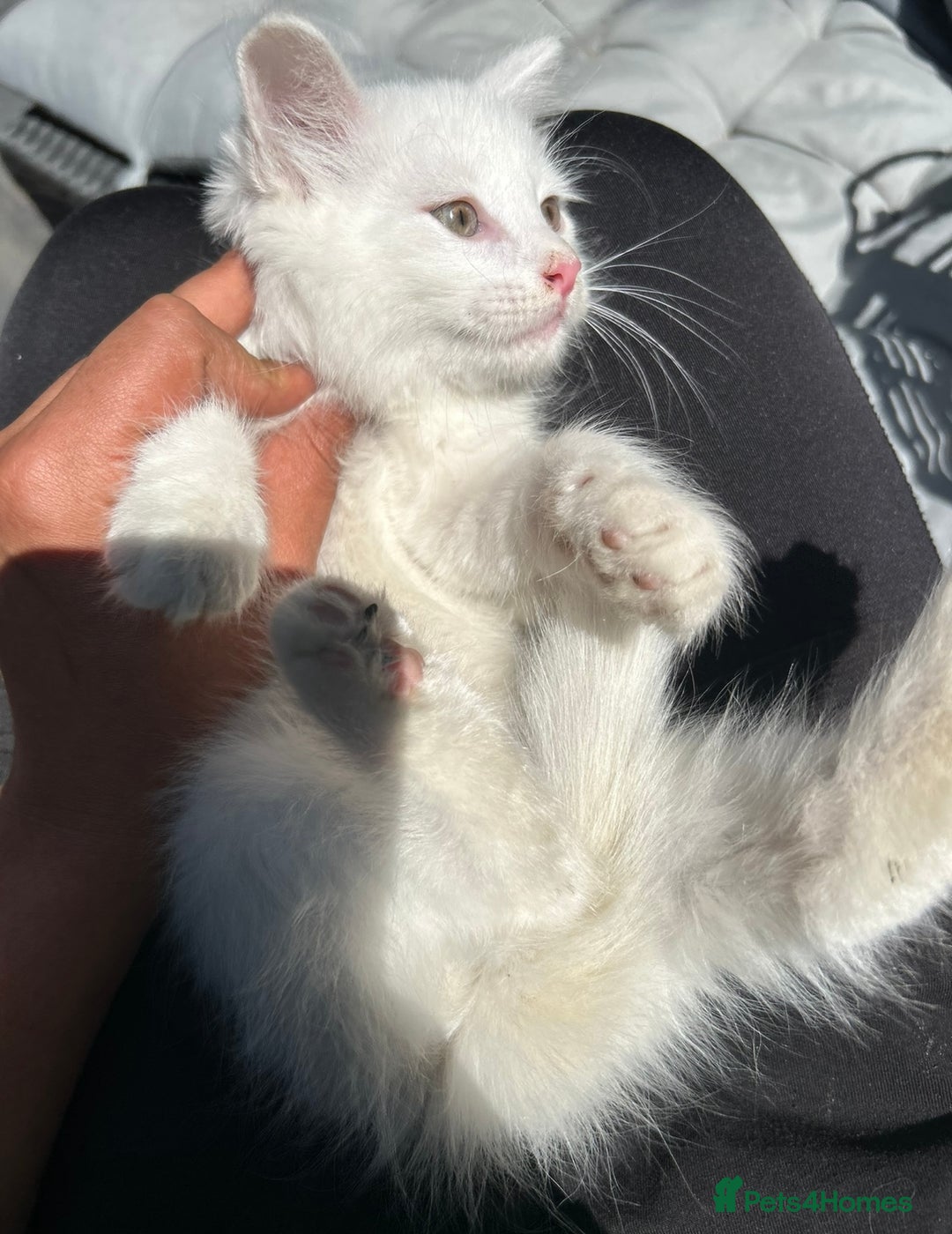 Turkish Angora cats for sale: Last Turkish angora girl - Image 2