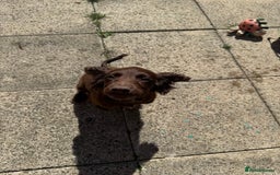 Cocker Spaniel dogs for sale: Beautiful cocker spaniel girl - Image 4