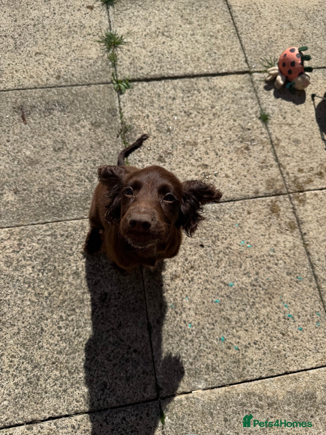 Cocker Spaniel dogs for sale: Beautiful cocker spaniel girl - Image 4