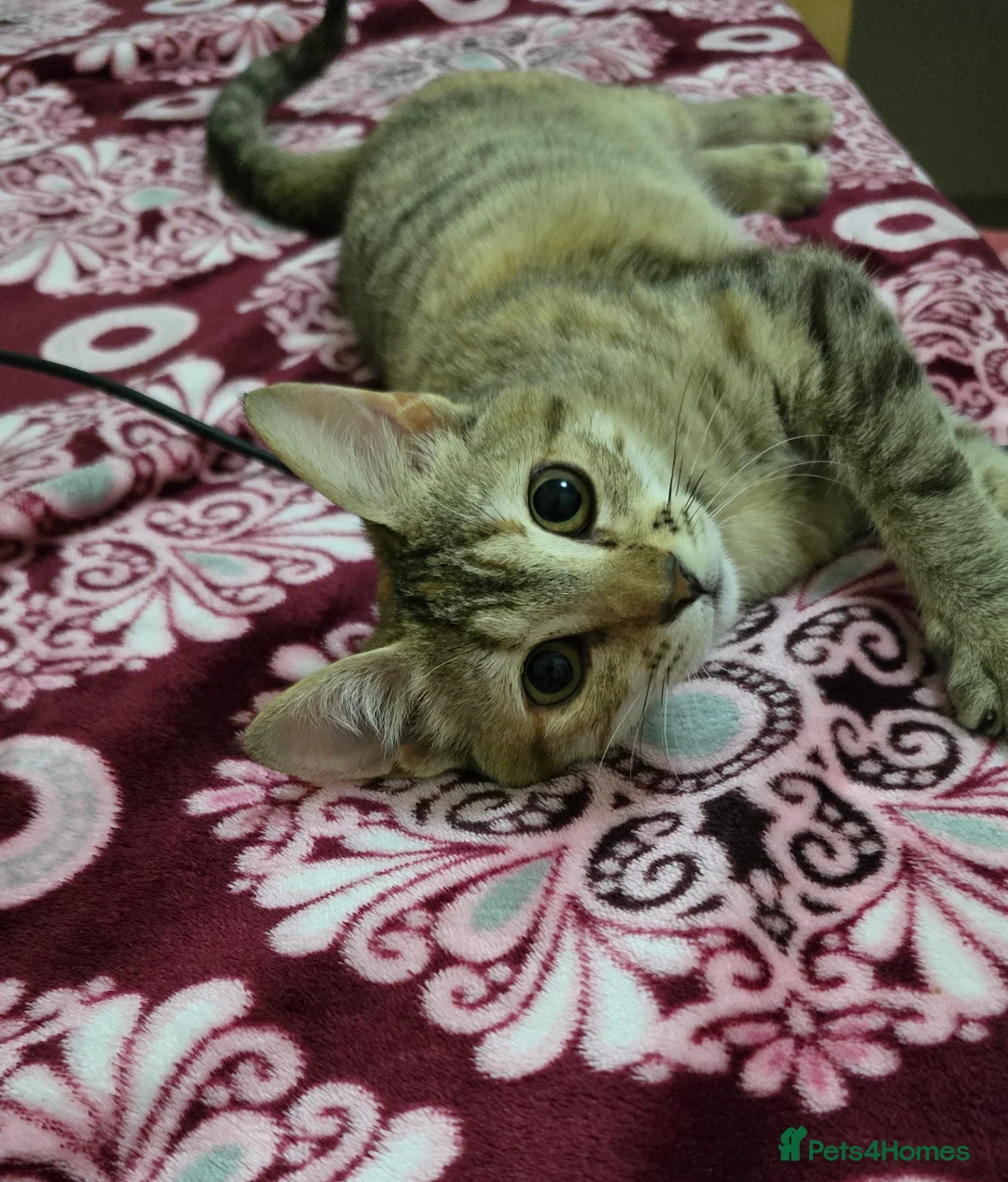 Mixed Breed cats for adoption: [Indoors Only] Noxie - A bundle of joy and energy! - Advert 17