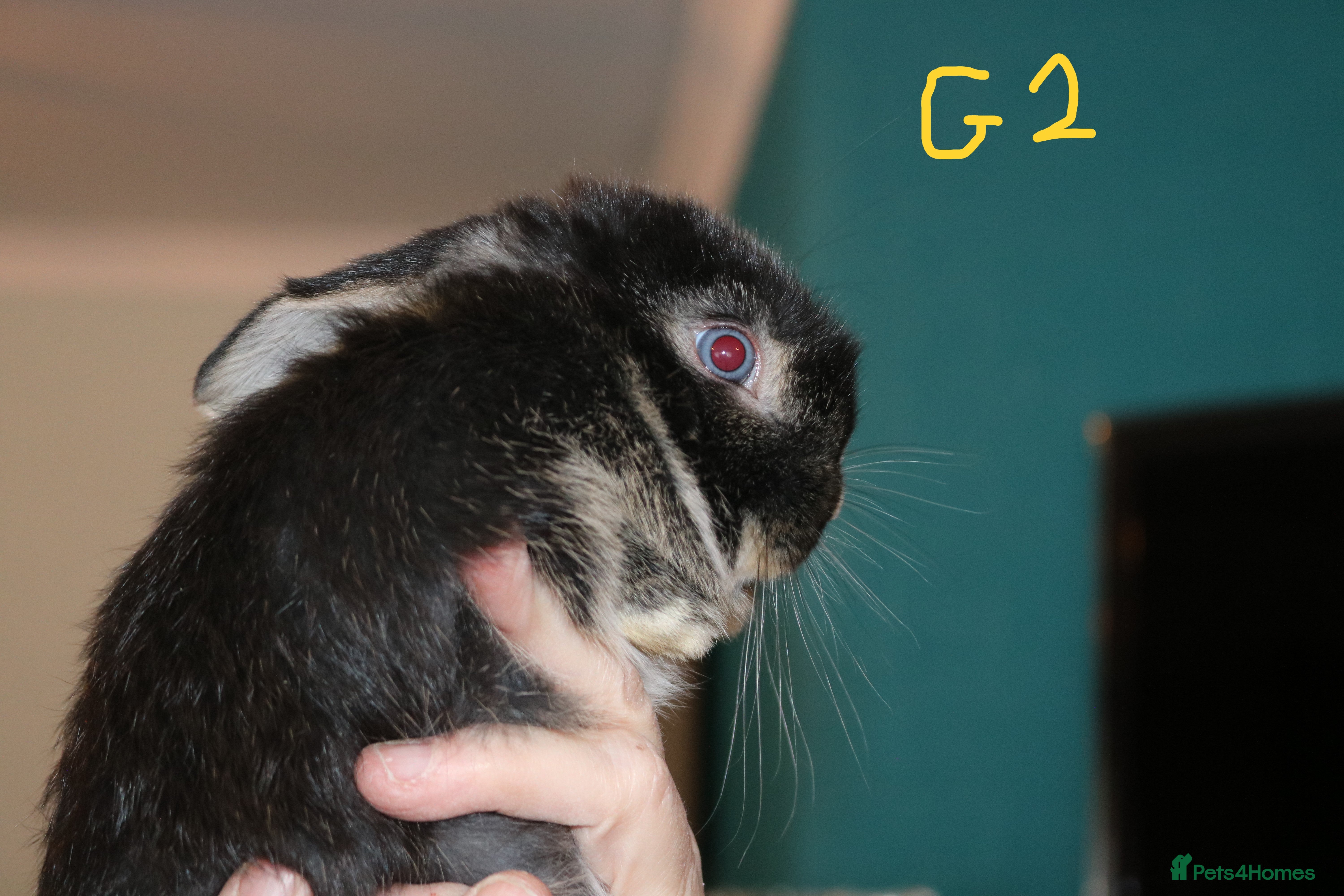 Mini Lop rabbits Ready to go - Mini Lop Babies  - Advert 2