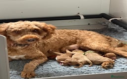Australian Labradoodle dogs for sale: 5* Health tested Australian Labradoodles - Image 17