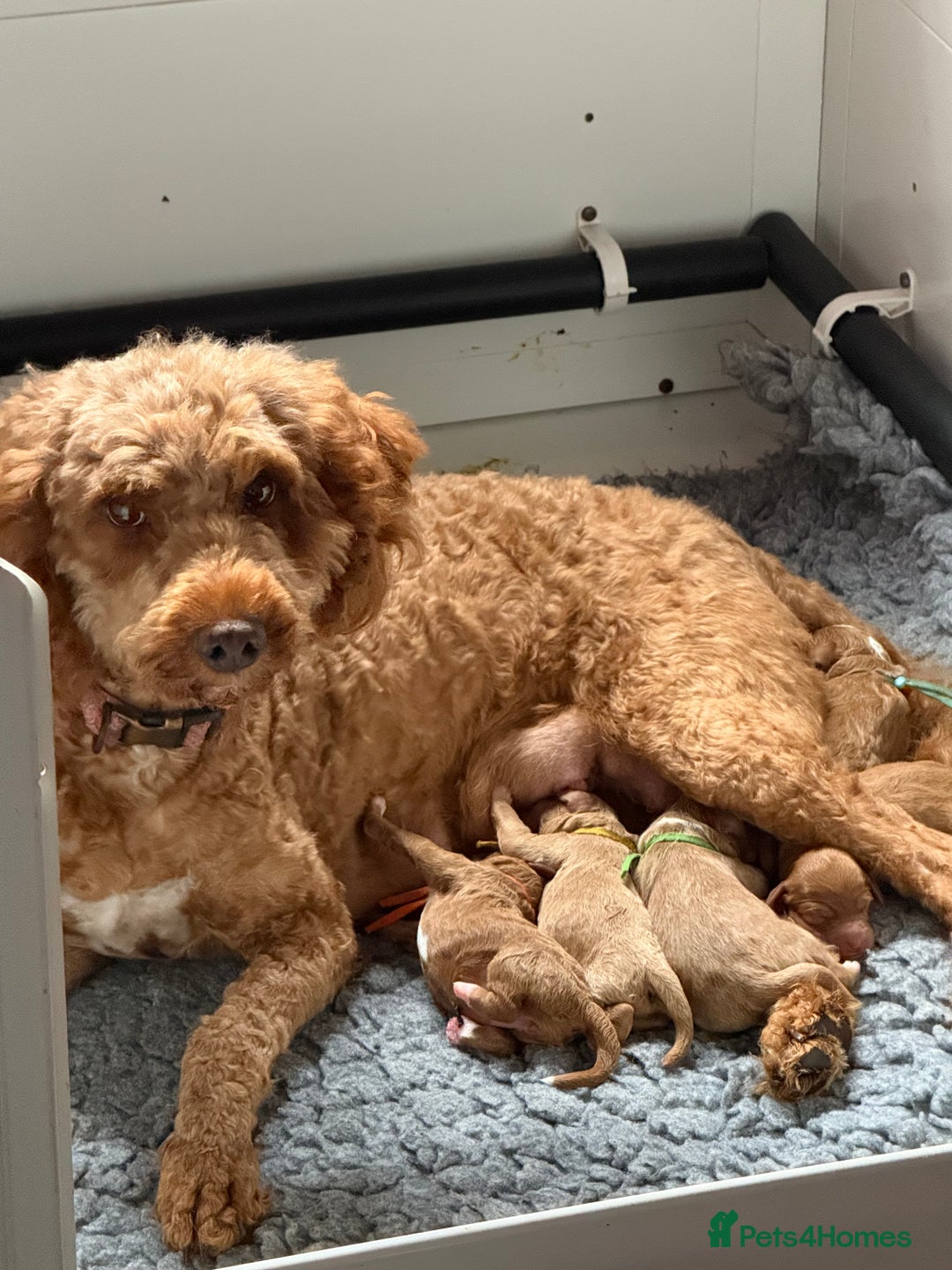 Australian Labradoodle dogs for sale: 5* Health tested Australian Labradoodles - Image 17