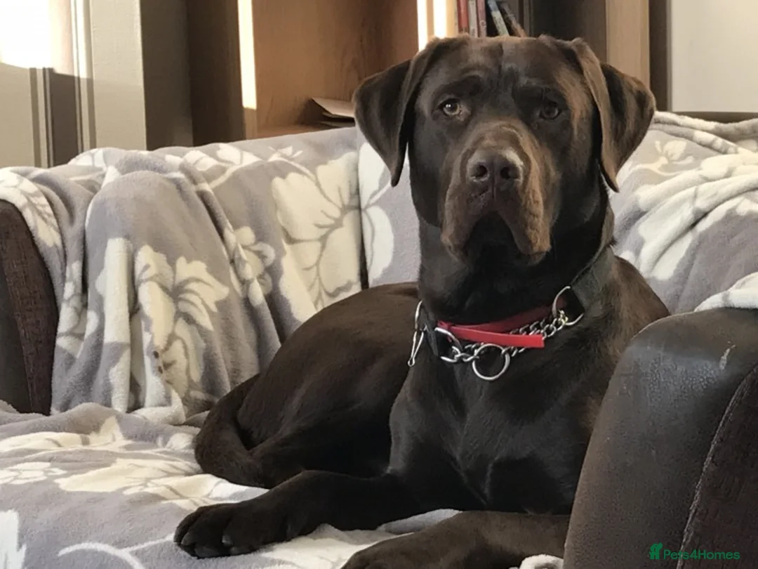 Labrador Retriever dogs for stud: Proven KC Reg. Chocolate Labrador For Stud in Peterlee - Advert 1