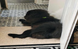 Chow Chow dogs for sale: Chow chow - Advert 2