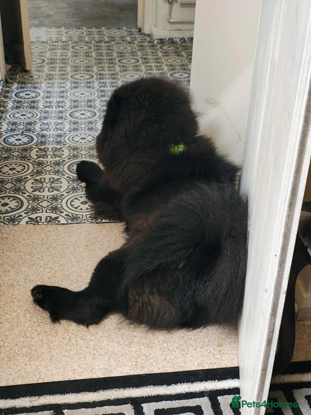 Chow Chow dogs for sale: Chow chow - Advert 2