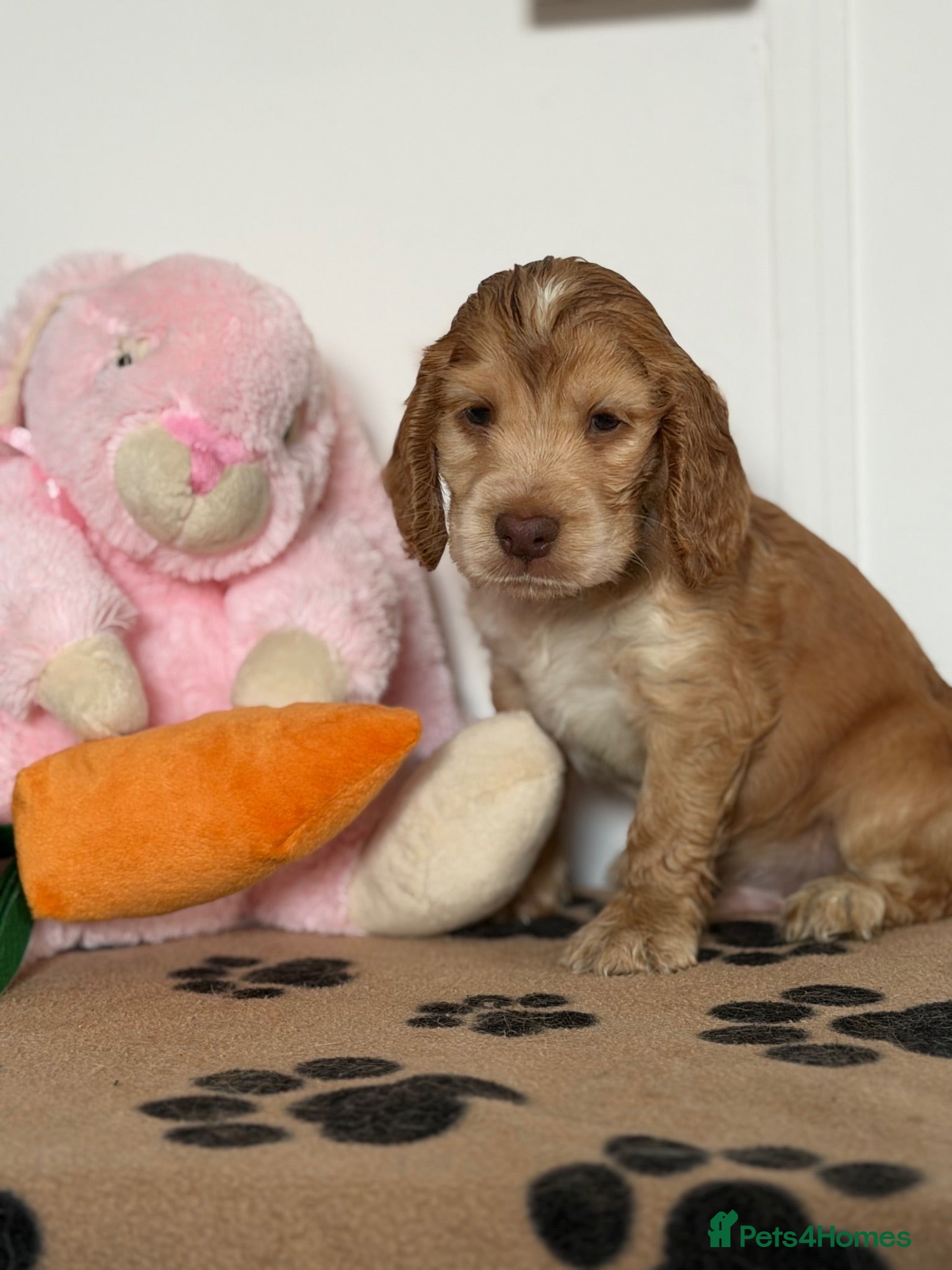 Cocker Spaniel dogs 2 x Beautiful DNA Tested Show Cocker Spaniels - Advert 8