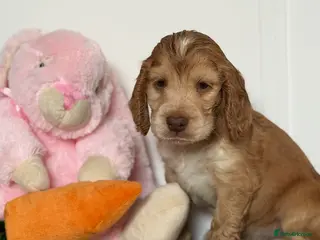 Cocker Spaniel dogs 2 x Beautiful DNA Tested Show Cocker Spaniels - Advert 8