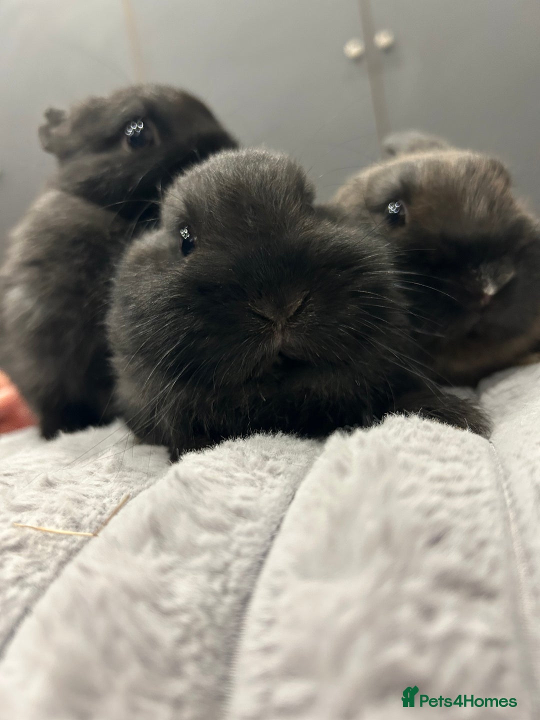 Netherland Dwarf rabbits for sale: Baby Netherland dwarfs  - Advert 3