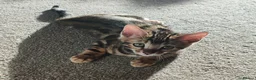 Bengal cats for sale: Stunning Bengal kittens for sale - Advert 6