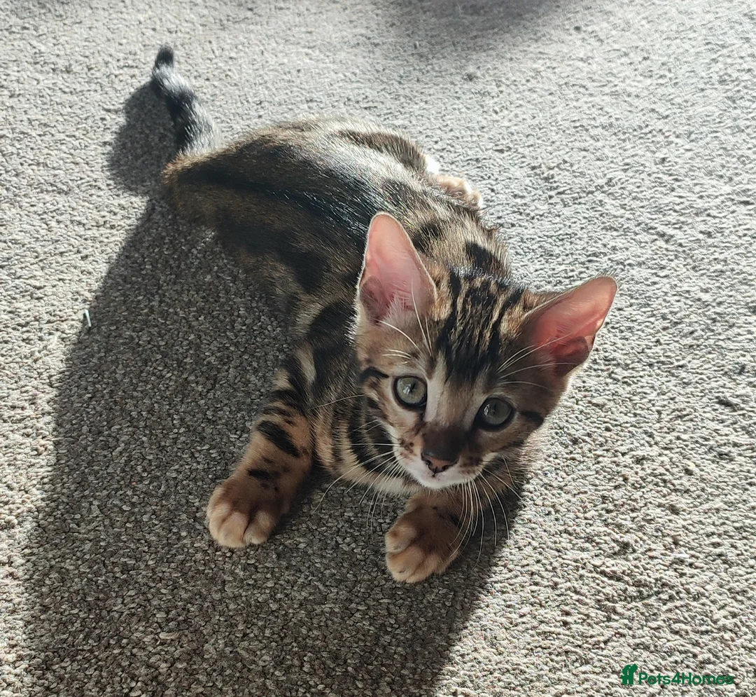 Bengal cats for sale: Stunning Bengal kittens for sale - Advert 6