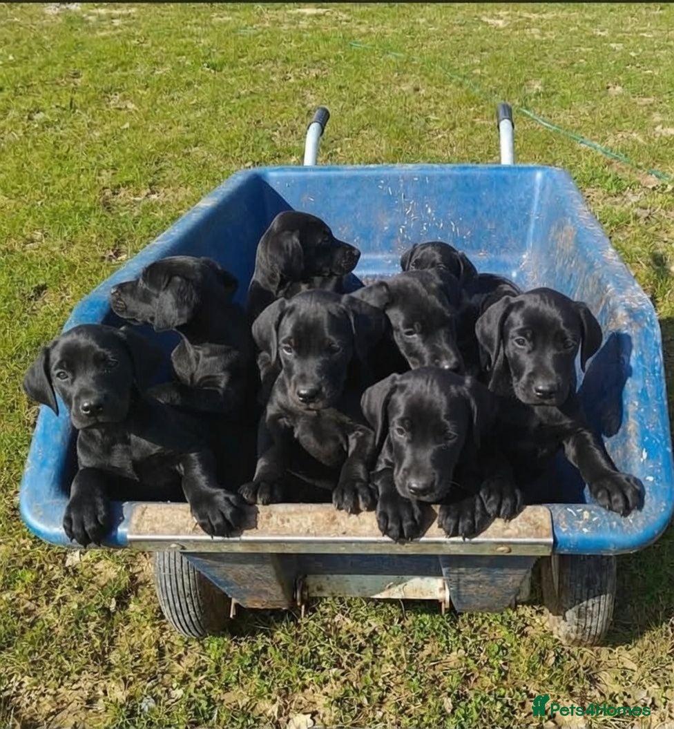 Mixed Breed dogs A very rare opportunity... - Advert 1