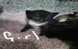 Domestic Shorthair cats for sale: Kittens looking for their forever home - Advert 4