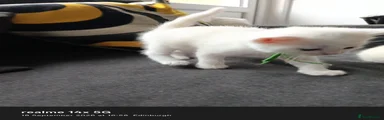 Domestic Shorthair 