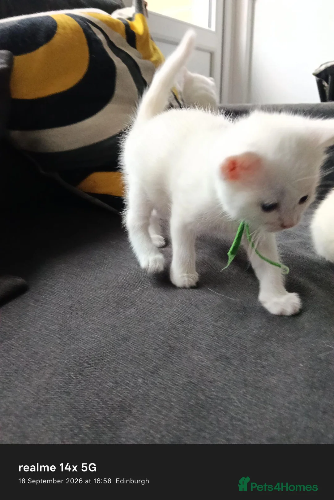 Domestic Shorthair cats for sale: Ds white kitten in Edinburgh - Advert 3