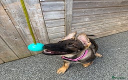 German Shepherd dogs for sale: **TOP QUALITY CZECH GERMAN SHEPHERD PUPS KC REG** - Image 8