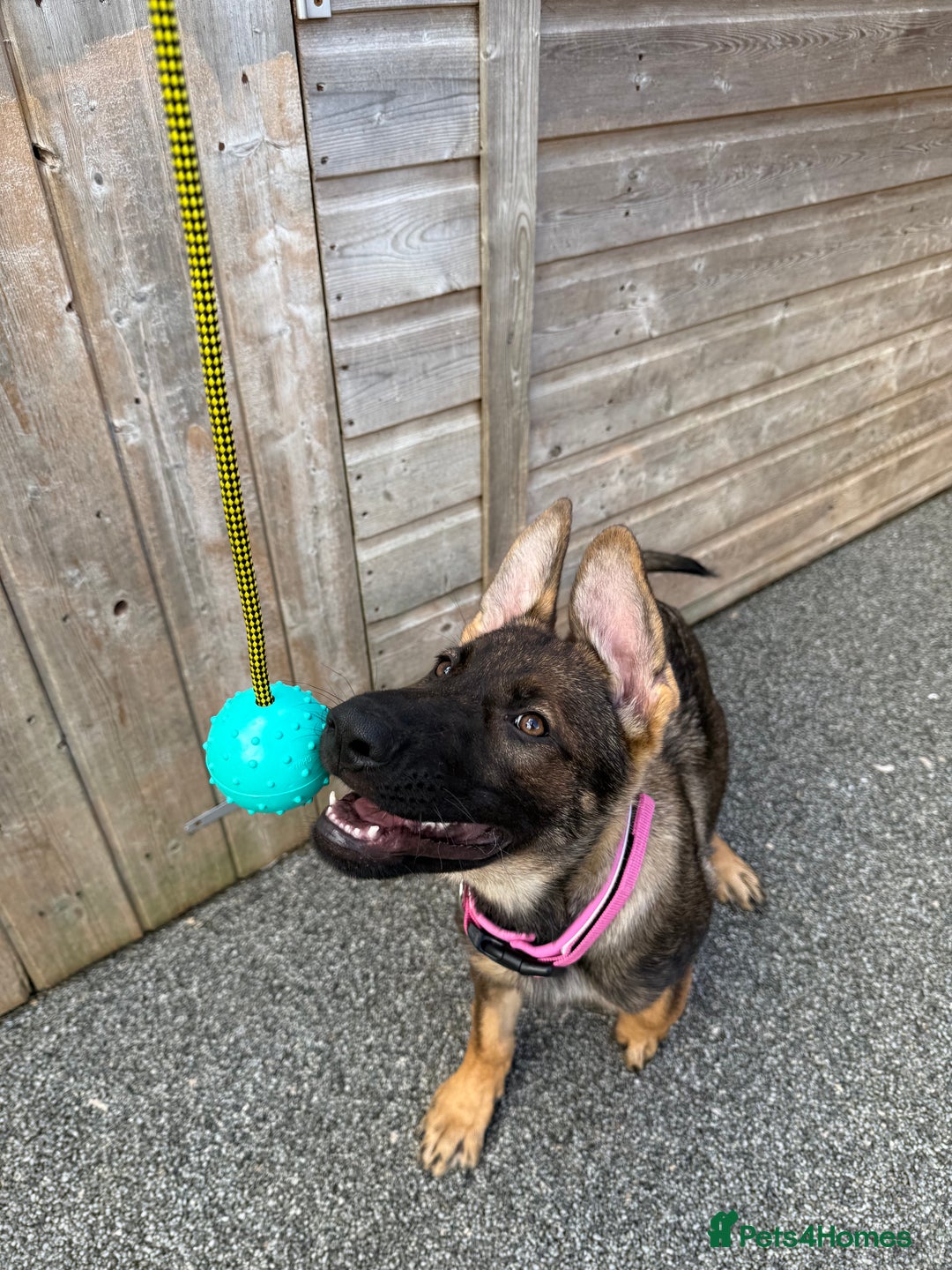 German Shepherd dogs for sale: **TOP QUALITY CZECH GERMAN SHEPHERD PUPS KC REG** - Image 8