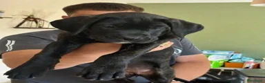 Cane Corso 7
