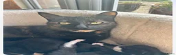 Domestic Shorthair cats for sale: Kitten for sale - Advert 2