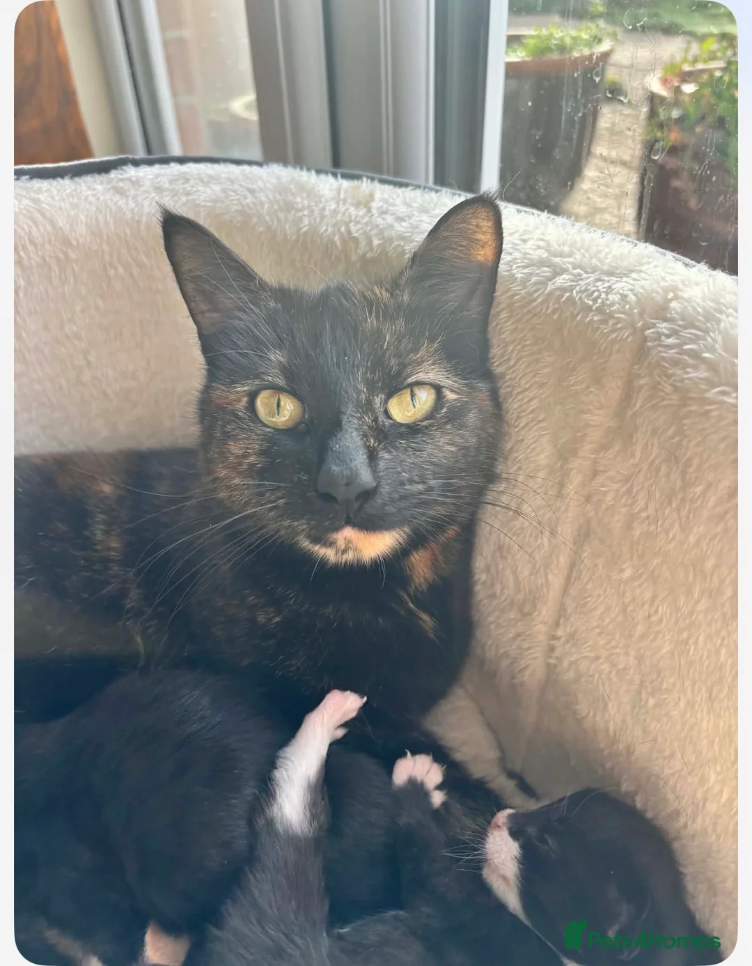 Domestic Shorthair cats for sale: Kitten for sale - Advert 2