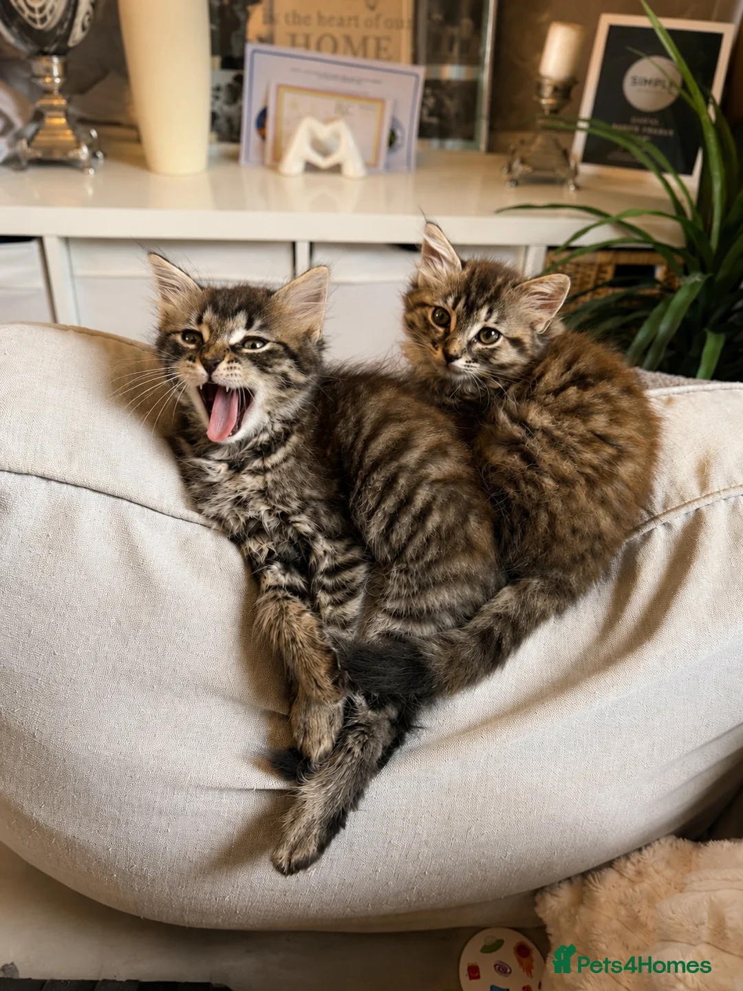 Mixed Breed cats for sale: 9 Week Old Fluffy Ragdoll Mix Kittens - Advert 9