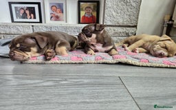 American Bully dogs for sale: 3 Stunning Pocket American bully  - Image 4
