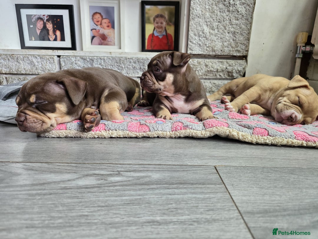 American Bully dogs for sale: 3 Stunning Pocket American bully  - Image 4