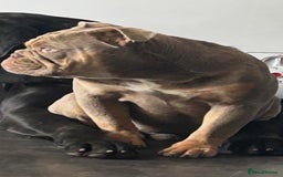 English Bulldog dogs for sale: Male English bulldog for sale  - Advert 4