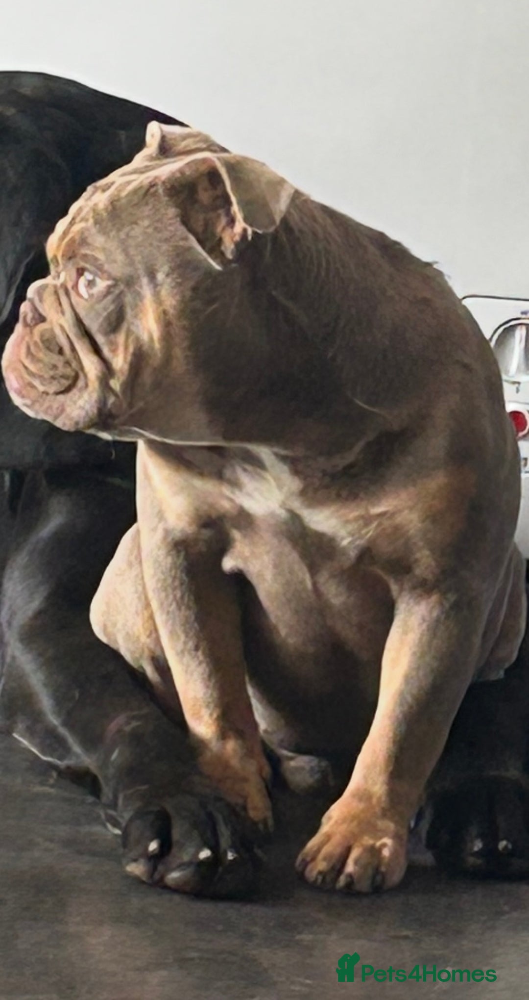 English Bulldog dogs for sale: Male English bulldog for sale  - Advert 4