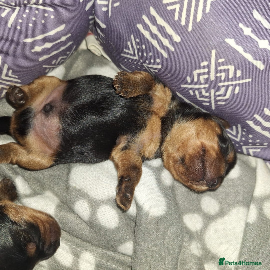 Yorkshire Terrier dogs for sale: Yorkshire Terrier Puppies – Ready 24 Dec - Image 13