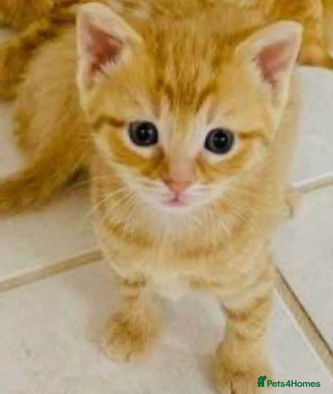 Mixed Breed cats for sale: Beautiful kittens  - Advert 2