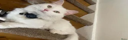 British Longhair cats for sale: Freidès - our beautiful white long hair cat in Stoke-on-Trent - Advert 3