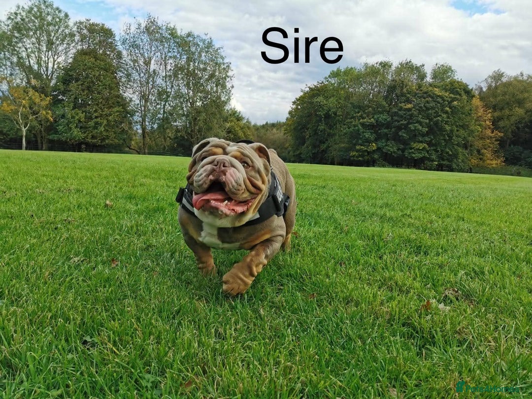 English Bulldog dogs for sale: English Bulldog Puppies - Image 12
