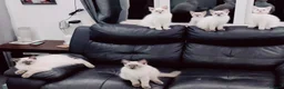 Ragdoll cats for sale: pedigree Ragdoll  - Advert 4