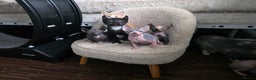 Mixed Breed cats for sale: Beautiful Female Kitten – Sphynx x Devon Rex Cross - Advert 5