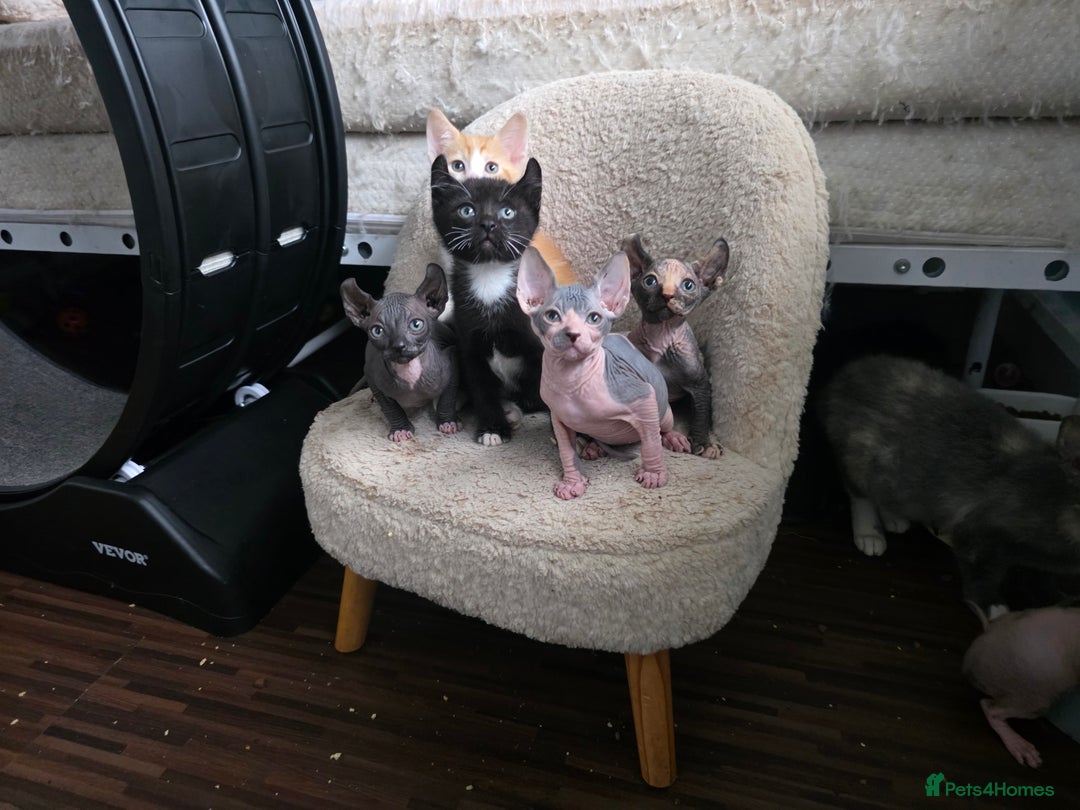 Mixed Breed cats for sale: Beautiful Female Kitten – Sphynx x Devon Rex Cross - Advert 5