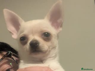 Chihuahua dogs ONE toy pedigree Chihuahuas - Advert 4