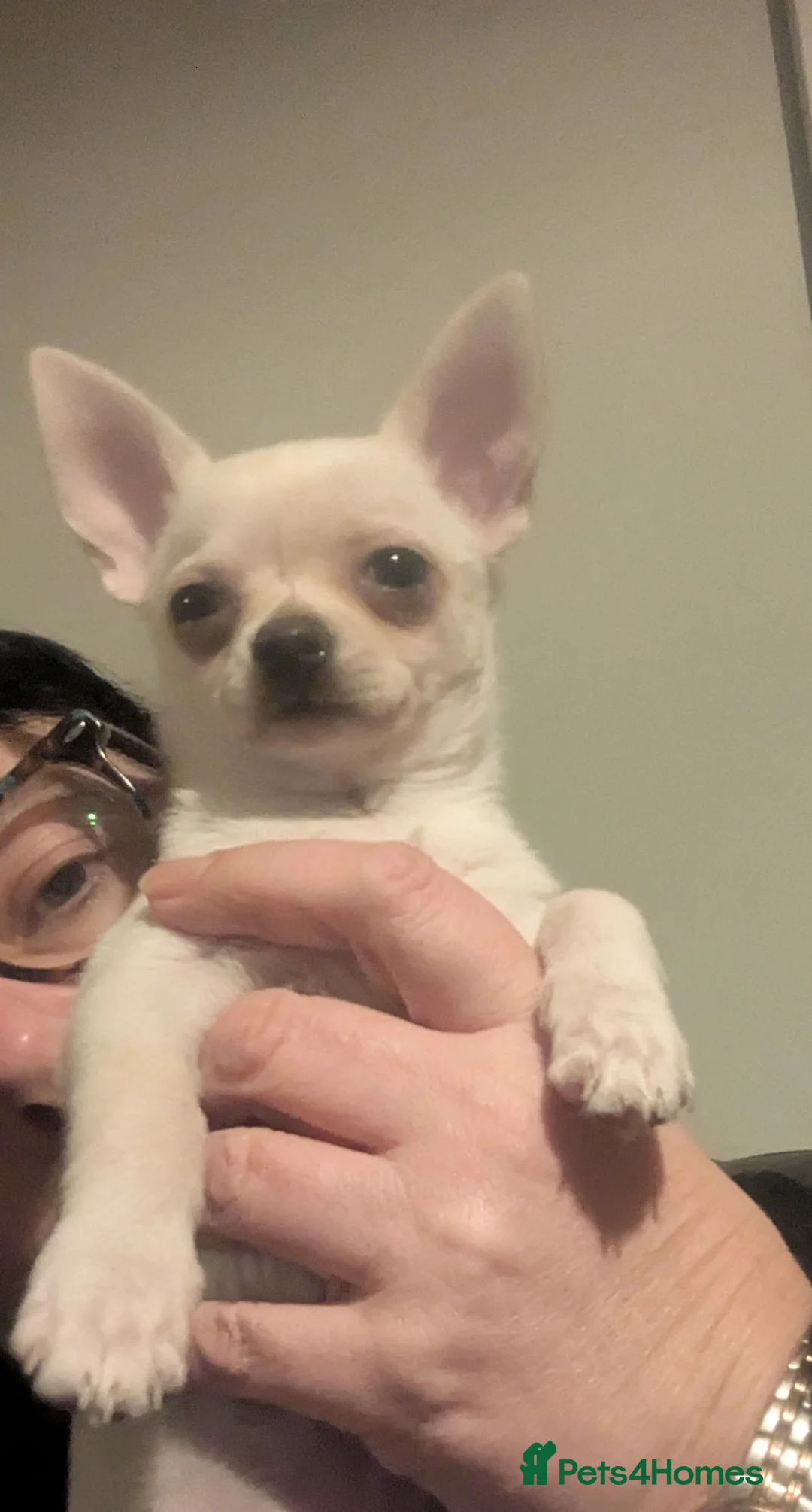 Chihuahua dogs for sale: ONE small toy pedigree Chihuahua - Advert 18