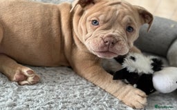 Olde English Bulldogge dogs for sale: Stunning Old English Bulldog Pups NEBBR Registered - Image 15
